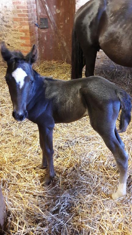Au Fer A Cheval Hotel Gandelain Kültér fotó